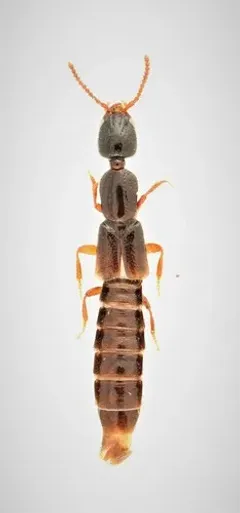 Intermediate Rove Beetle thumbnail 1