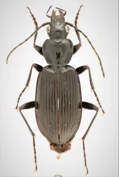 Platynus mannerheimii thumbnail 2