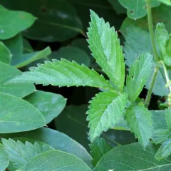 roadside agrimony thumbnail 2