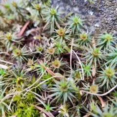 juniper haircap moss thumbnail 1