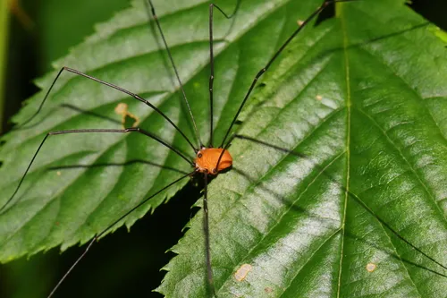 Leiobunum uxorium