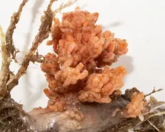 Hedge Carnation Coral thumbnail 4