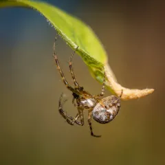 Metellina curtisi thumbnail 3