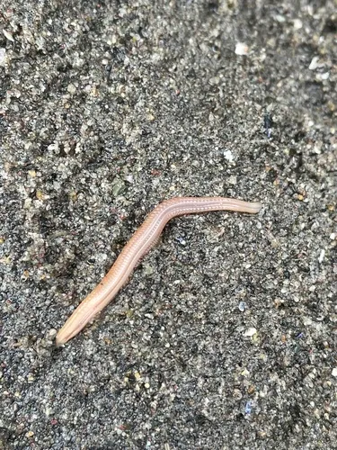 Catworm