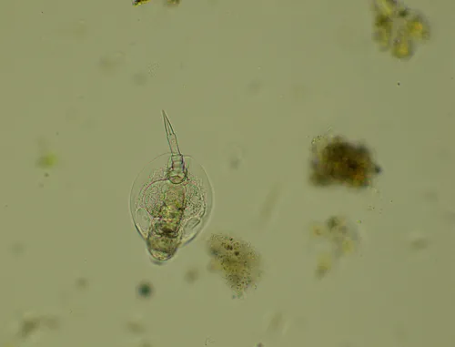 Lepadella cristata