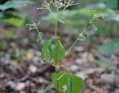 Neolasioptera eupatorii thumbnail 4