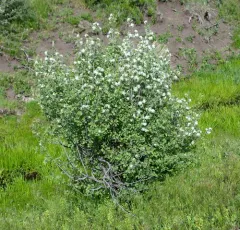 Utah Serviceberry thumbnail 3