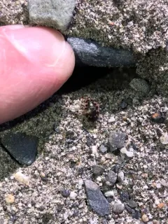 Oval Round Sand Beetle thumbnail 4