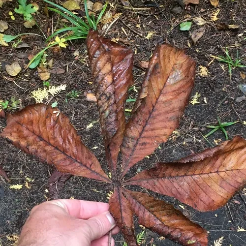 horse-chestnut