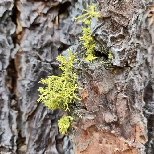 wolf lichen