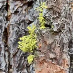 wolf lichen thumbnail 1