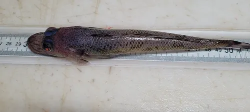 Bembrops gobioides