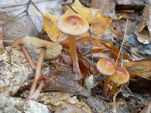 Mycena atkinsoniana