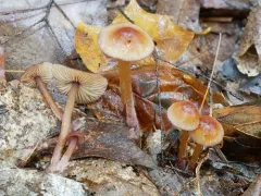 Mycena atkinsoniana thumbnail 1