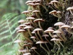 Homophron cernuum thumbnail 2