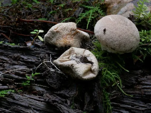 Lycoperdon subincarnatum