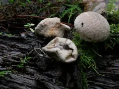 Lycoperdon subincarnatum thumbnail 1