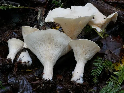 Infundibulicybe hongyinpan