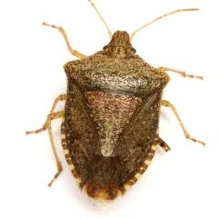 Brown Stink Bug thumbnail 4