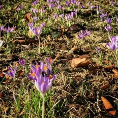 Woodland crocus thumbnail 2