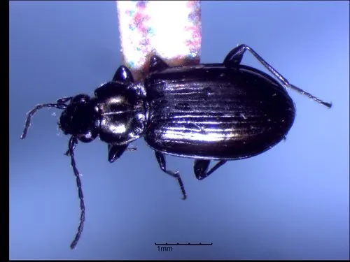Bembidion occultator