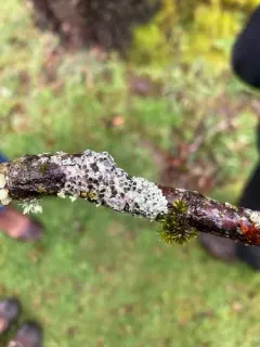 Outward-looking Rosette Lichen thumbnail 3