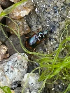 Bembidion transversale thumbnail 3