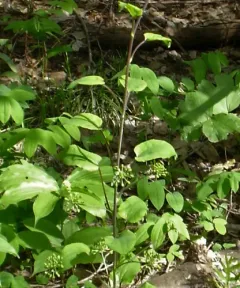 Illinois Carrionflower thumbnail 2
