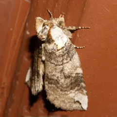 Euthyatira semicircularis thumbnail 4