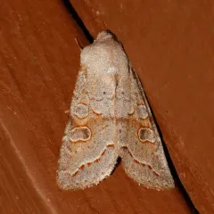 Subdued Quaker thumbnail 2