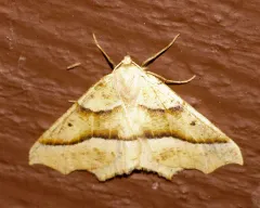Tetracis pallulata thumbnail 4