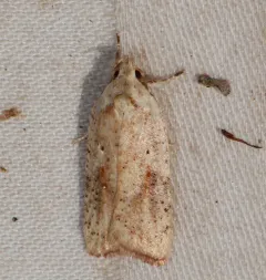 Gorse Tip Moth thumbnail 2