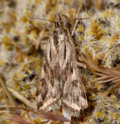 Alfalfa Webworm Moth thumbnail 3