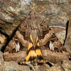 Drasteria divergens thumbnail 2