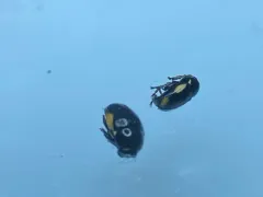 hypericum pot beetle thumbnail 2