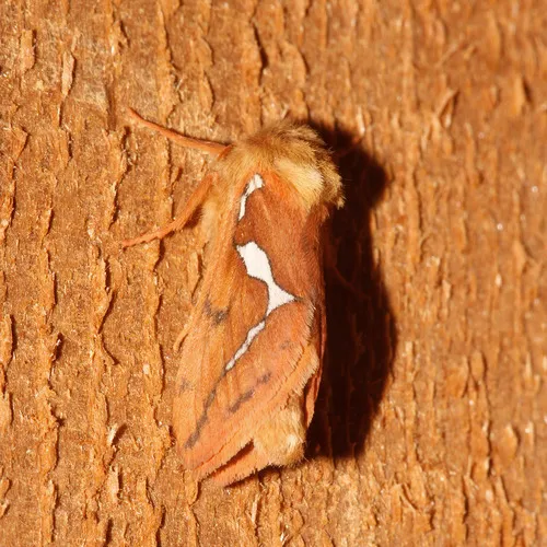 Mathew's Ghost Moth