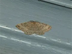 Large Banded Wave Moth thumbnail 2