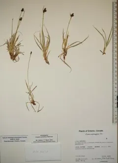 Norway sedge thumbnail 2