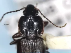 Pterostichus praetermissus thumbnail 2