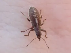 Rusty Pineneedle Weevil thumbnail 3