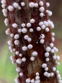 Capitotricha bicolor thumbnail 3