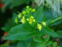 Eastern White-bryony thumbnail 2