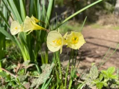 hoop-petticoat daffodil thumbnail 1