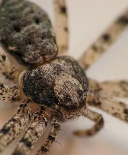 Philodromus vulgaris