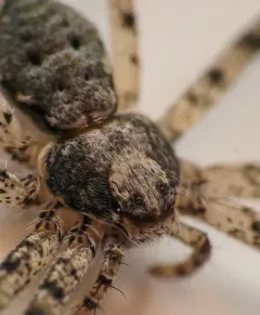 Philodromus vulgaris thumbnail 1