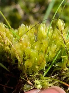 River Thyme Moss thumbnail 3