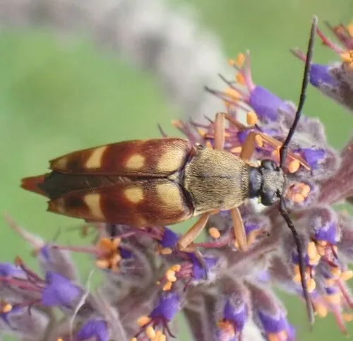 Typocerus deceptus