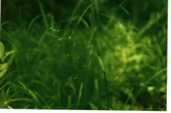 Bog Bluegrass thumbnail 4