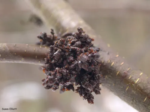 Acalitus calycophthirus