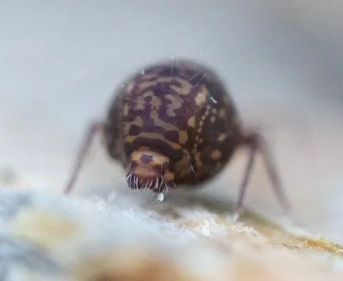 Ptenothrix renateae